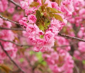 怀孕初期憋不住了男孩（怀孕初期憋不住了是怎么回事）