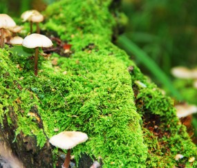 怀孕初期嗓子感觉有东西怎么办（怀孕初期嗓子堵得慌怎么办）