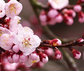 2.5卵泡没破（卵泡26还不破）