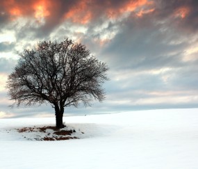 试管受精卵成功率
