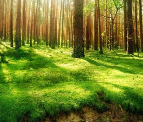 草鱼炖黄豆怀孕初期（草鱼炖黄豆怀孕初期能吃吗）