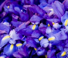 卵泡扁球形（卵泡形态扁长）