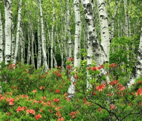 怀孕初期可以喝巴氏鲜牛奶吗（孕早期可以喝巴氏鲜奶吗）