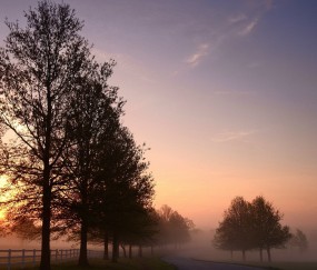 怀孕初期对食物禁忌有什么（怀孕初期对食物禁忌有什么要求）