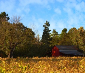 怀孕初期碰到辐射没事吧（孕早期接触辐射是致命或没影响）