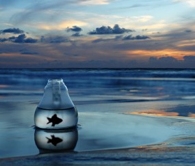 怀孕初期喝鱼汤和竹笙可以吗（早孕期可以喝鱼汤吗）