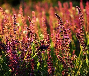 怀孕初期尿难闻吗（怀孕初期感觉尿液发臭）