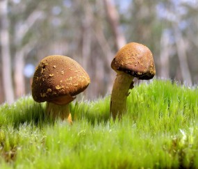 怀孕初期可以每天喝椰青吗（孕初期喝椰青好吗）